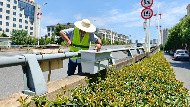 江西高架桥花盆：从“空中花廊”看立体绿化实践
