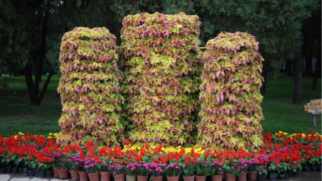 半圆形组合蓄水花盆